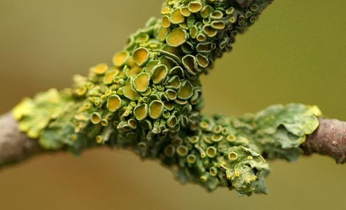 信息论视角下的生物个体 生物学的探索与启示