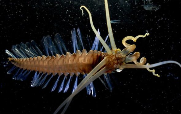 海洋生物普查发现奇特新物种 旋鳃虫形似圣诞树 或为医药开发提供新线索