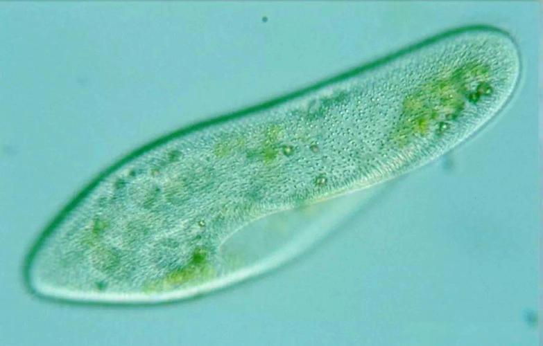 从原生动物门到绦虫纲 生物多样性奥秘与医药技术开发