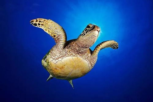 珍惜海洋资源，守护生命之蓝——写在6.8世界海洋日暨全国海洋宣传日