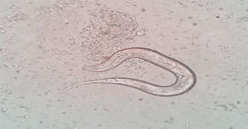 沉睡四万年的古老生物苏醒 医药技术开发的机遇与挑战