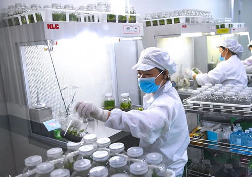 klc 植物工厂 洁净空气在植物组培与医药技术开发中的关键作用