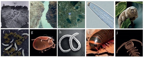 土壤生物体型差异如何驱动地下群落的构建与功能