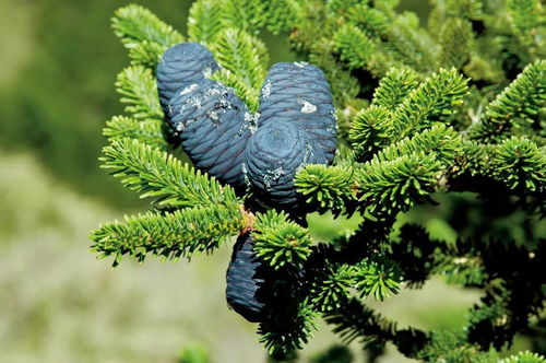 台湾 缤纷生物多样性的宝库