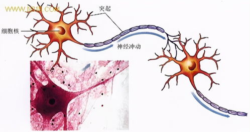 生物农药与化学农药 如何科学选择，这里有深入分析