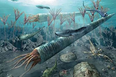 海百合 伪装成植物的“女装大佬”，实为远古肉食掠食者